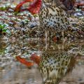 Singdrossel (Turdus philomelos)