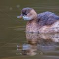 Zwergtaucher (Tachybaptus ruficollis)