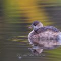 Zwergtaucher (Tachybaptus ruficollis)