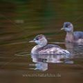 Zwergtaucher (Tachybaptus ruficollis)