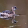 Zwergtaucher (Tachybaptus ruficollis)