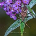 Amerikanische Kiefernwanze (Leptoglossus occidentalis)