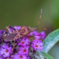 Amerikanische Kiefernwanze (Leptoglossus occidentalis)