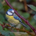 Blaumeise (Cyanistes caeruleus)