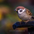 Feldsperling (Passer montanus)