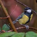 Kohlmeise (parus major)