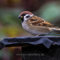 Feldsperling (Passer montanus)