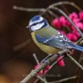 Blaumeise (Cyanistes caeruleus)