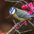 Blaumeise (Cyanistes caeruleus)