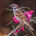 Feldsperling (Passer montanus)