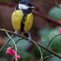 Kohlmeise (parus major)