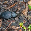 Lederlaufkäfer (Carabus coriaceus)