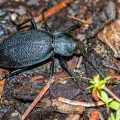 Lederlaufkäfer (Carabus coriaceus)