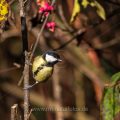 Kohlmeise (parus major)