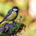 Kohlmeise (parus major)