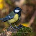 Kohlmeise (parus major)