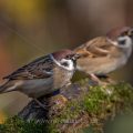 Feldsperlinge (Passer montanus)