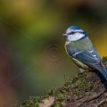 Blaumeise (Cyanistes caeruleus)
