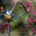 Blaumeise (Cyanistes caeruleus)