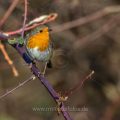 Rotkehlchen (Erithacus rubecula)