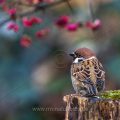 Feldsperling (Passer montanus)