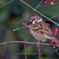 Feldsperling (Passer montanus)