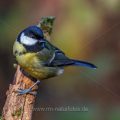 Kohlmeise (parus major)