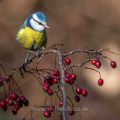 Blaumeise (Cyanistes caeruleus)