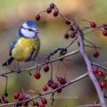 Blaumeise (Cyanistes caeruleus)