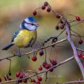 Blaumeise (Cyanistes caeruleus)