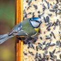 Blaumeise (Cyanistes caeruleus) am Fettfutterkasten
