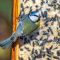 Blaumeise (Cyanistes caeruleus) am Fettfutterkasten