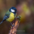 Kohlmeise (parus major)