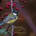 Kohlmeise (parus major)