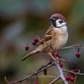 Feldsperling (Passer montanus)