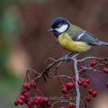 Kohlmeise (parus major)