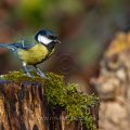 Kohlmeise (parus major)