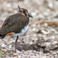 Kiebitz (Vanellus vanellus) Jungvogel