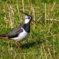 Kiebitz (Vanellus vanellus)