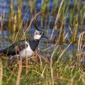 Kiebitz (Vanellus vanellus)