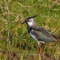 Kiebitz (Vanellus vanellus)