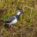 Kiebitz (Vanellus vanellus)