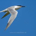 Brandseeschwalbe (Sterna sandvicensis)
