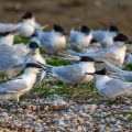 Brandseeschwalben (Sterna sandvicensis)