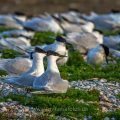 Brandseeschwalben (Sterna sandvicensis)