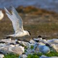 Brandseeschwalben (Sterna sandvicensis)