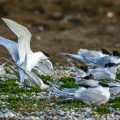 Brandseeschwalben (Sterna sandvicensis)