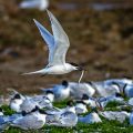 Brandseeschwalben (Sterna sandvicensis)