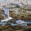 Brandseeschwalben (Sterna sandvicensis)