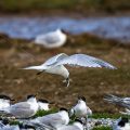 Brandseeschwalben (Sterna sandvicensis)
